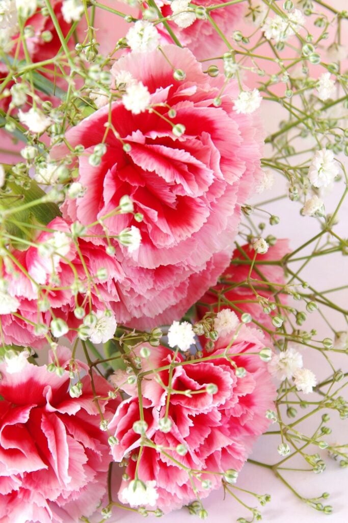 Pink carnations mixed with delicate baby's breath creating soft, romantic bouquet