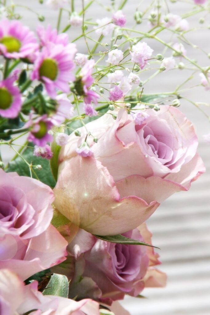 Close-up of lavender roses with baby's breath showing gradient pink to purple petals