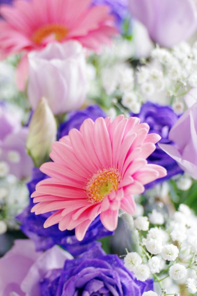 Colorful bouquet featuring pink gerbera daisies, purple lisianthus and baby's breath