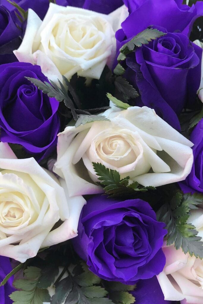 Close-up of vibrant purple and white rose wedding bouquet with green foliage.