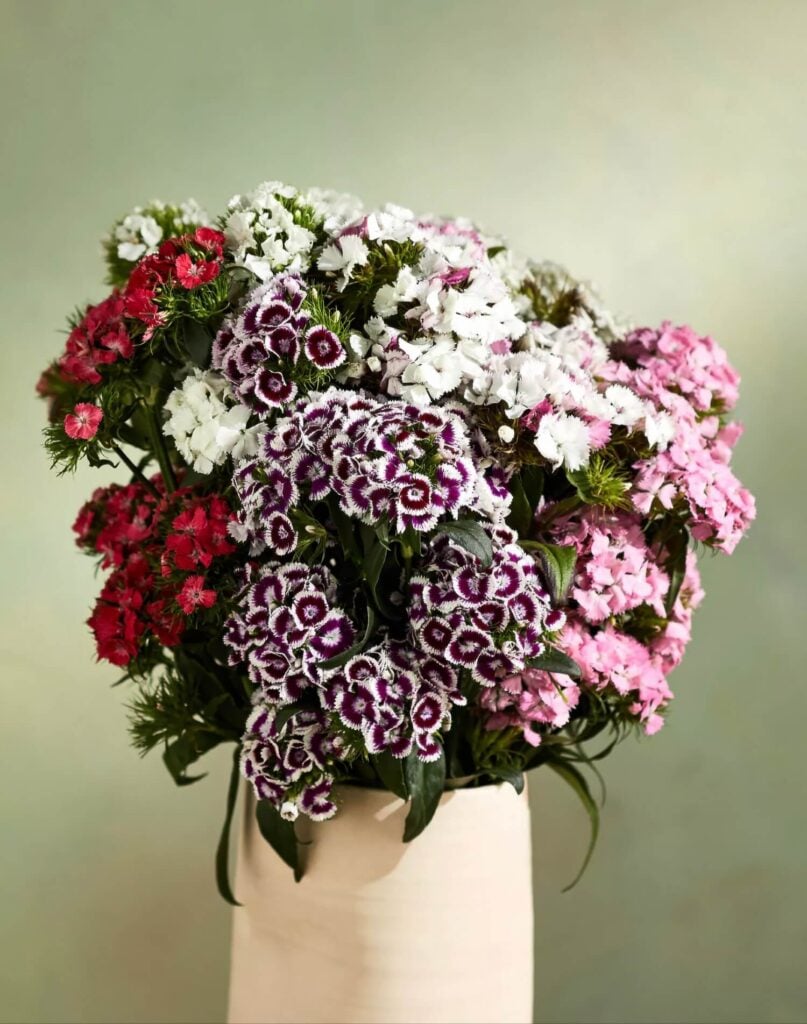 Fresh Cut Gypsy Dianthus - Terrain flower delivery arrangement Los Angeles