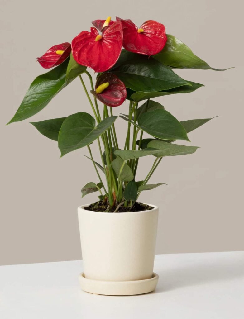 Red Anthurium - The Sill Los Angeles arrangement